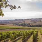 Voyage gustatif autour de vins et chocolats