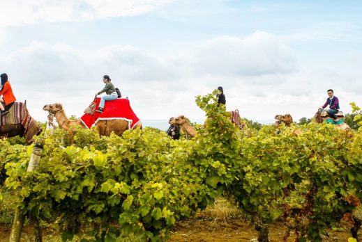 Vignoble : acheteurs chinois à Candastre avec Vinovalie et TCHIN&Co